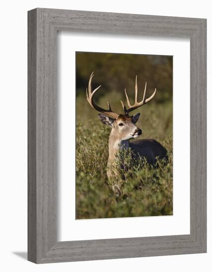 White-tailed Deer dominant male-Larry Ditto-Framed Photographic Print