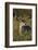 White-tailed Deer dominant male-Larry Ditto-Framed Photographic Print