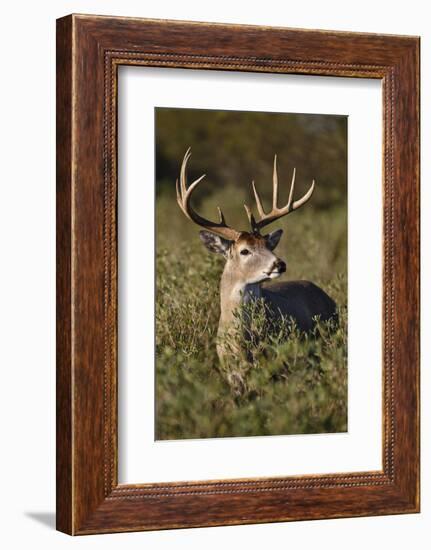 White-tailed Deer dominant male-Larry Ditto-Framed Photographic Print