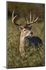 White-tailed Deer dominant male-Larry Ditto-Mounted Photographic Print