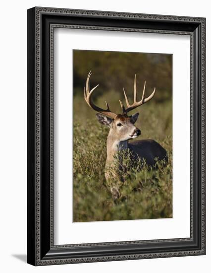 White-tailed Deer dominant male-Larry Ditto-Framed Photographic Print