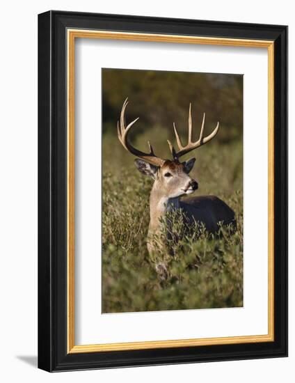 White-tailed Deer dominant male-Larry Ditto-Framed Photographic Print