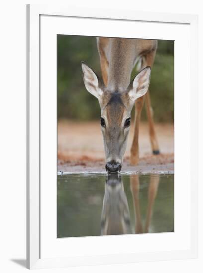 White-tailed Deer drinking, South Texas, USA-Rolf Nussbaumer-Framed Premium Photographic Print