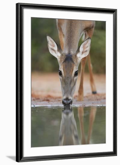 White-tailed Deer drinking, South Texas, USA-Rolf Nussbaumer-Framed Premium Photographic Print