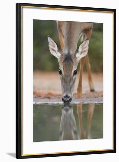 White-tailed Deer drinking, South Texas, USA-Rolf Nussbaumer-Framed Premium Photographic Print