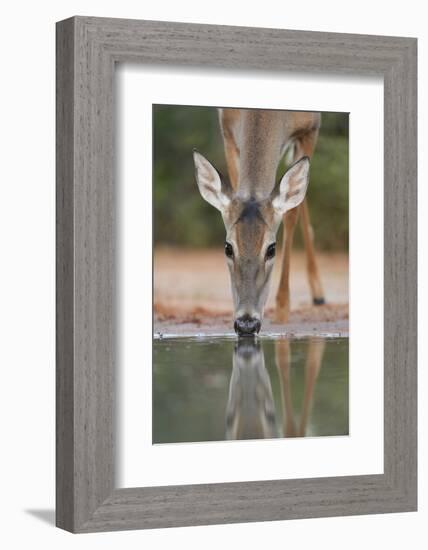 White-tailed Deer drinking, South Texas, USA-Rolf Nussbaumer-Framed Photographic Print