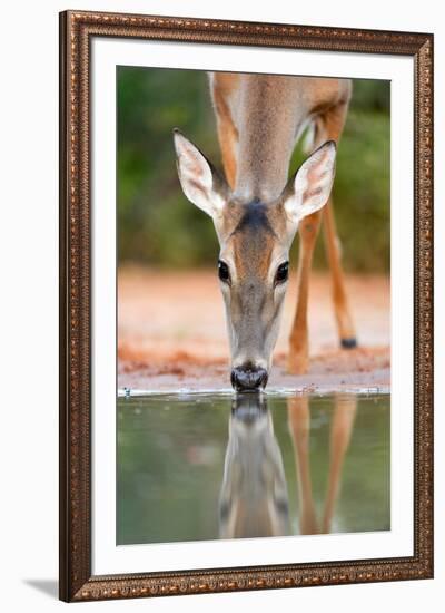 White-tailed Deer Drinking, South Texas-Rolf Nussbaumer-Framed Giclee Print