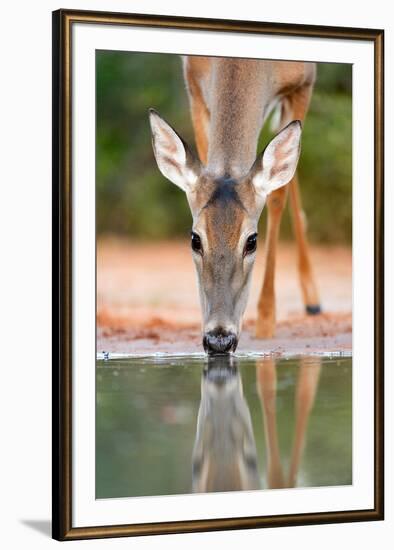 White-tailed Deer Drinking, South Texas-Rolf Nussbaumer-Framed Giclee Print