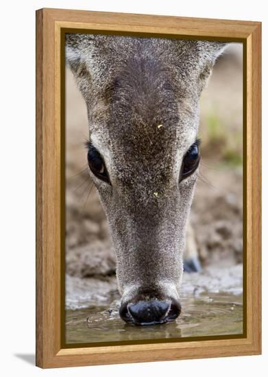 White-Tailed Deer Drinking Water Starr Co., Tx-Richard ans Susan Day-Framed Premier Image Canvas