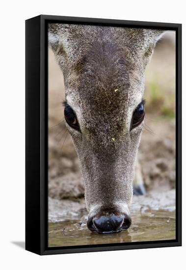 White-Tailed Deer Drinking Water Starr Co., Tx-Richard ans Susan Day-Framed Premier Image Canvas
