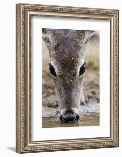 White-Tailed Deer Drinking Water Starr Co., Tx-Richard ans Susan Day-Framed Photographic Print