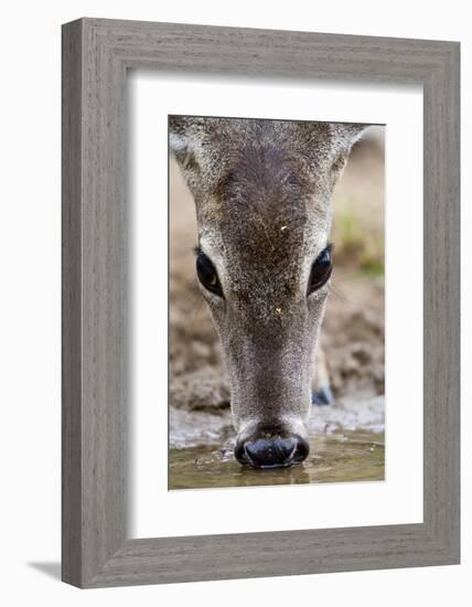 White-Tailed Deer Drinking Water Starr Co., Tx-Richard ans Susan Day-Framed Photographic Print