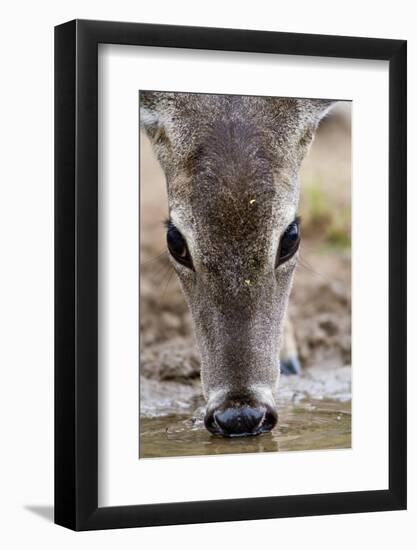 White-Tailed Deer Drinking Water Starr Co., Tx-Richard ans Susan Day-Framed Photographic Print