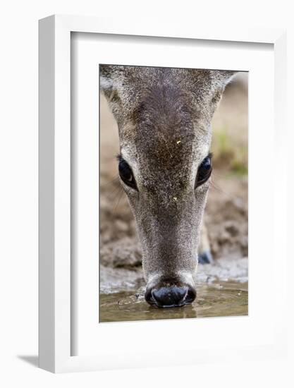 White-Tailed Deer Drinking Water Starr Co., Tx-Richard ans Susan Day-Framed Photographic Print