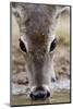 White-Tailed Deer Drinking Water Starr Co., Tx-Richard ans Susan Day-Mounted Photographic Print