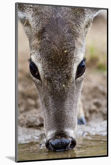 White-Tailed Deer Drinking Water Starr Co., Tx-Richard ans Susan Day-Mounted Photographic Print