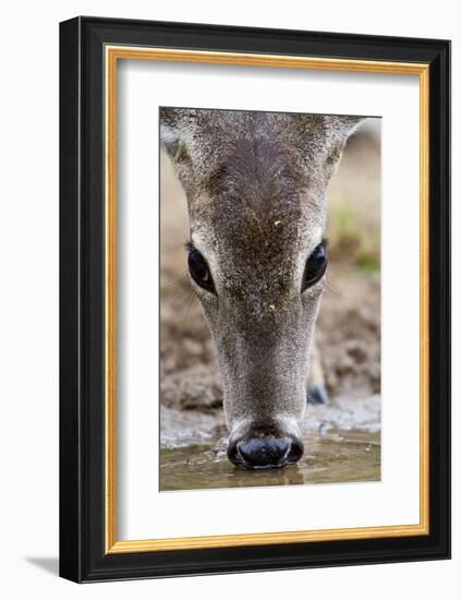 White-Tailed Deer Drinking Water Starr Co., Tx-Richard ans Susan Day-Framed Photographic Print