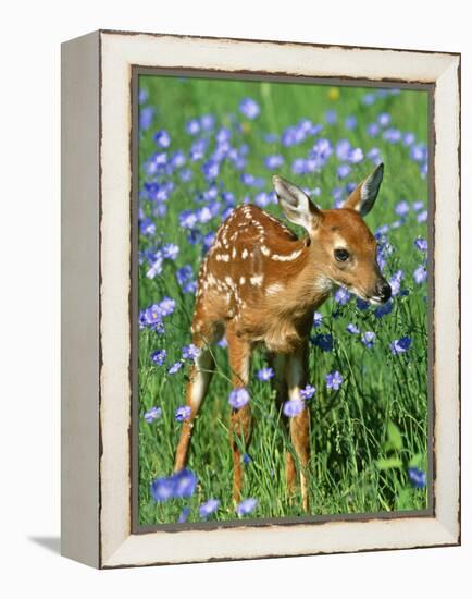 White-Tailed Deer Fawn-null-Framed Premier Image Canvas