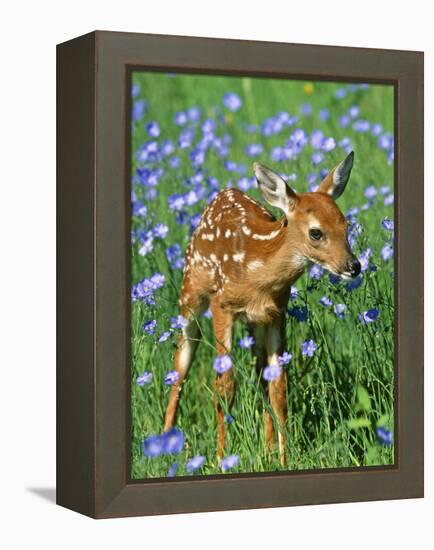 White-Tailed Deer Fawn-null-Framed Premier Image Canvas