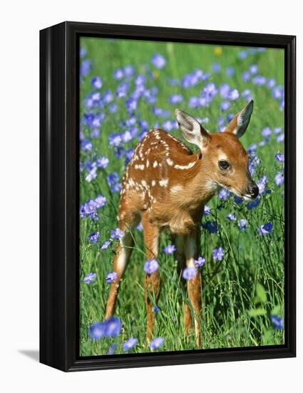 White-Tailed Deer Fawn-null-Framed Premier Image Canvas