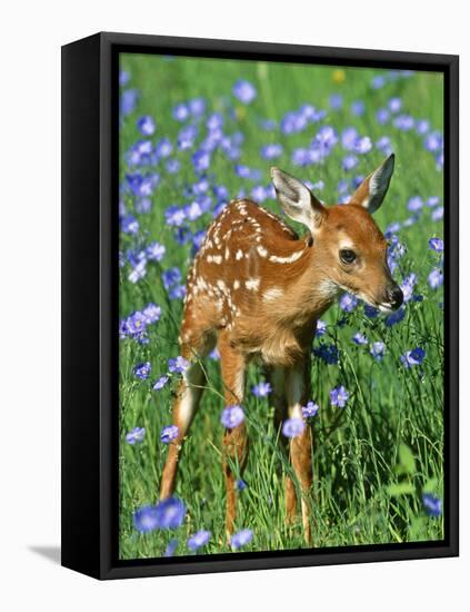 White-Tailed Deer Fawn-null-Framed Premier Image Canvas