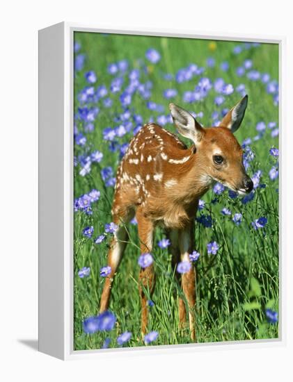 White-Tailed Deer Fawn-null-Framed Premier Image Canvas