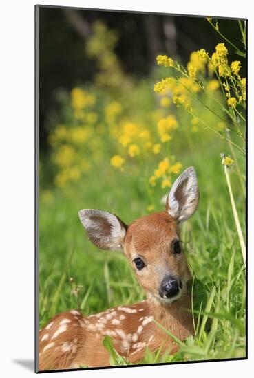 White-Tailed Deer Fawn-null-Mounted Photographic Print