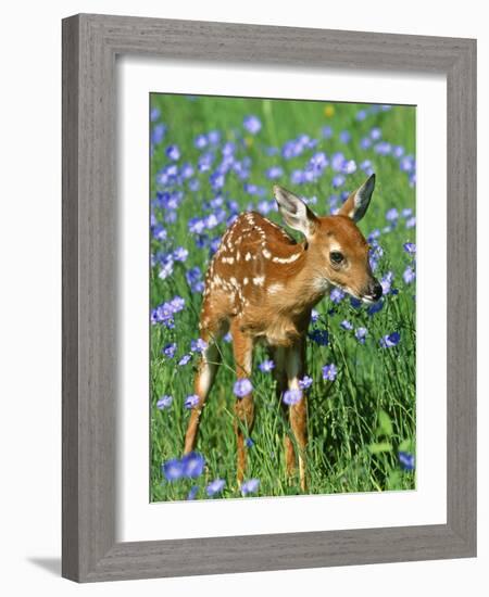 White-Tailed Deer Fawn-null-Framed Photographic Print