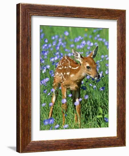 White-Tailed Deer Fawn-null-Framed Photographic Print