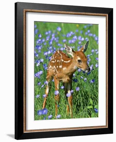 White-Tailed Deer Fawn-null-Framed Photographic Print