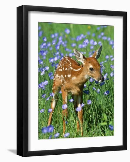 White-Tailed Deer Fawn--Framed Photographic Print