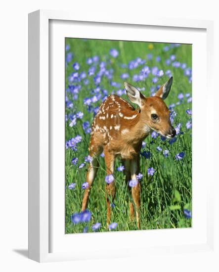 White-Tailed Deer Fawn-null-Framed Photographic Print