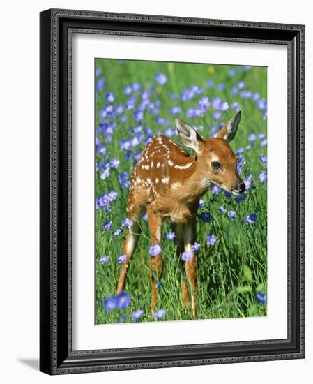 White-Tailed Deer Fawn-null-Framed Photographic Print