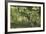 White-Tailed Deer in a Forest of the Black Hills, South Dakota-null-Framed Photographic Print