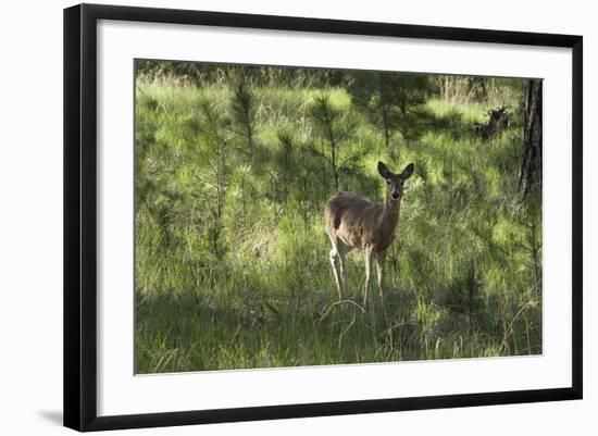 White-Tailed Deer in a Forest of the Black Hills, South Dakota-null-Framed Photographic Print