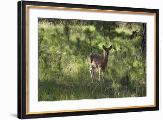 White-Tailed Deer in a Forest of the Black Hills, South Dakota-null-Framed Photographic Print