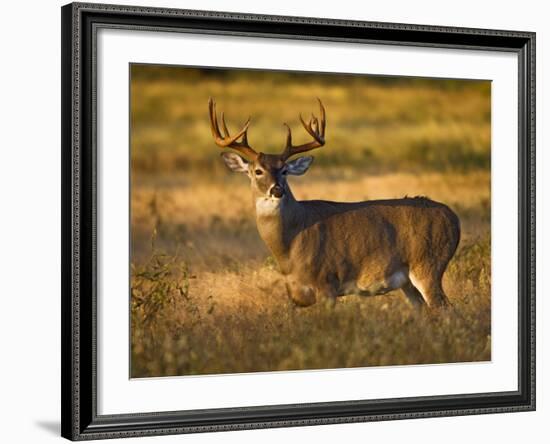 White-Tailed Deer in Autumn, South Texas, USA-Larry Ditto-Framed Photographic Print