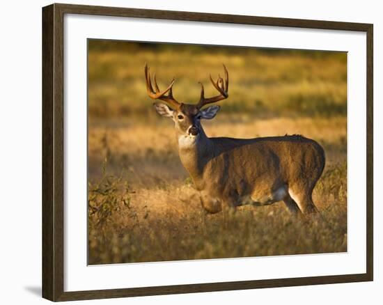 White-Tailed Deer in Autumn, South Texas, USA-Larry Ditto-Framed Photographic Print