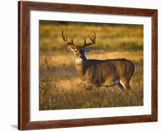 White-Tailed Deer in Autumn, South Texas, USA-Larry Ditto-Framed Photographic Print