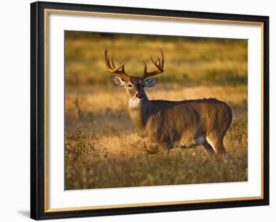 White-Tailed Deer in Autumn, South Texas, USA-Larry Ditto-Framed Photographic Print