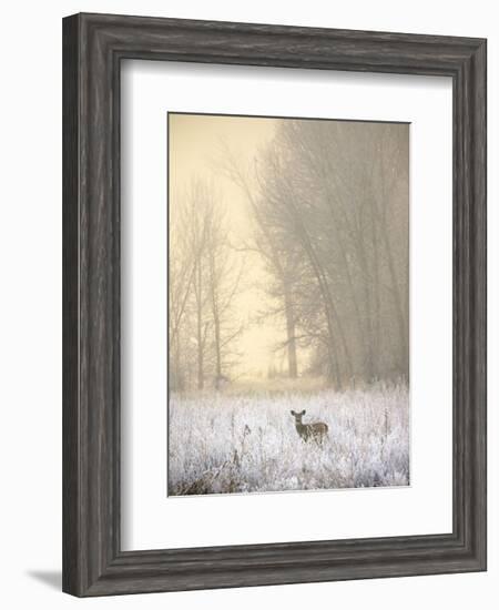 White-tailed Deer in Fog-Jason Savage-Framed Art Print