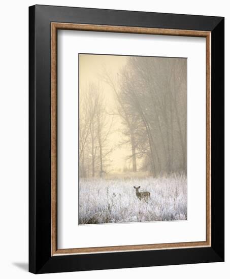 White-tailed Deer in Fog-Jason Savage-Framed Art Print