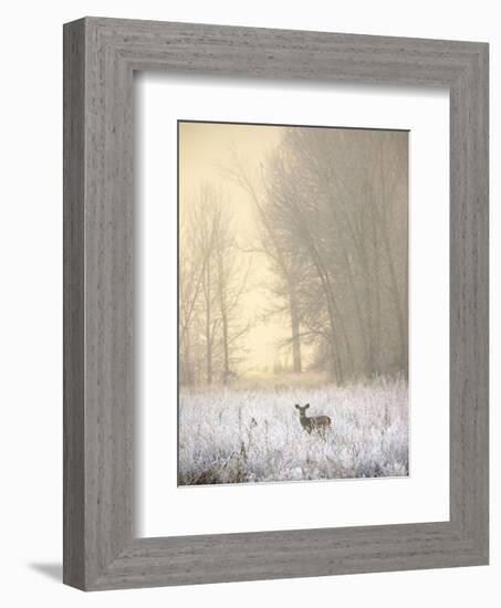 White-tailed Deer in Fog-Jason Savage-Framed Art Print