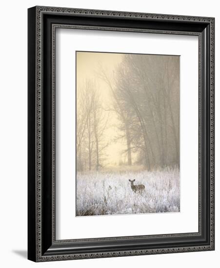 White-tailed Deer in Fog-Jason Savage-Framed Art Print