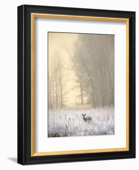 White-tailed Deer in Fog-Jason Savage-Framed Art Print