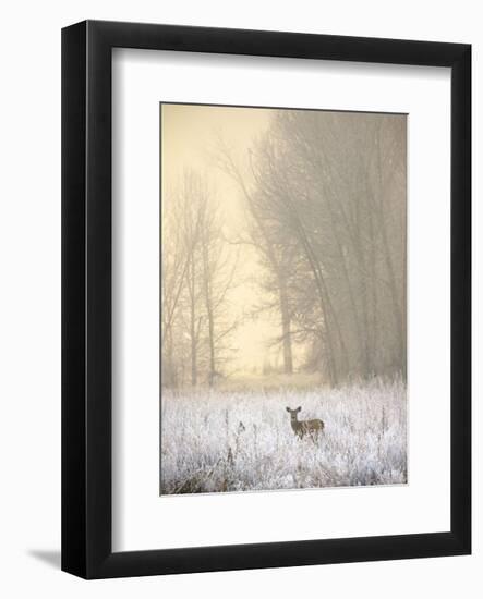 White-tailed Deer in Fog-Jason Savage-Framed Art Print