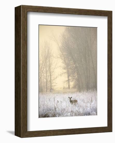 White-tailed Deer in Fog-Jason Savage-Framed Art Print