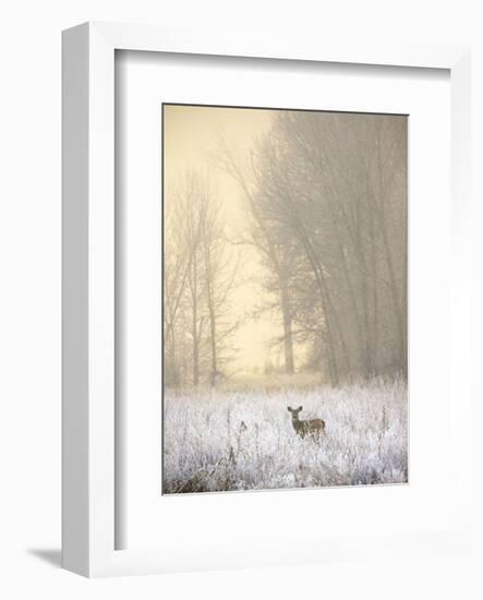 White-tailed Deer in Fog-Jason Savage-Framed Art Print