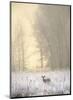 White-tailed Deer in Fog-Jason Savage-Mounted Art Print