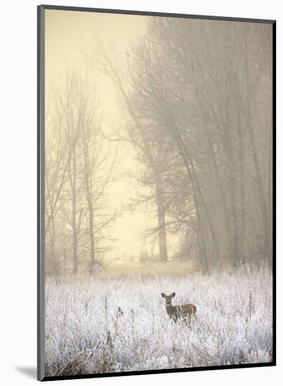 White-tailed Deer in Fog-Jason Savage-Mounted Art Print